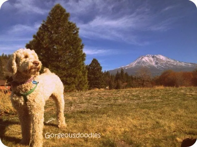 Gorgeous Doodles photo 1