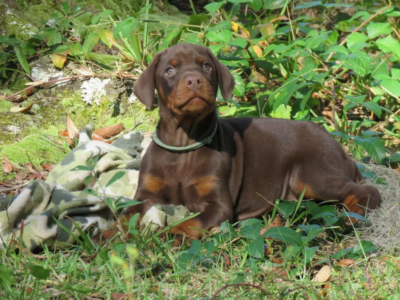 Got My Back Dobermans