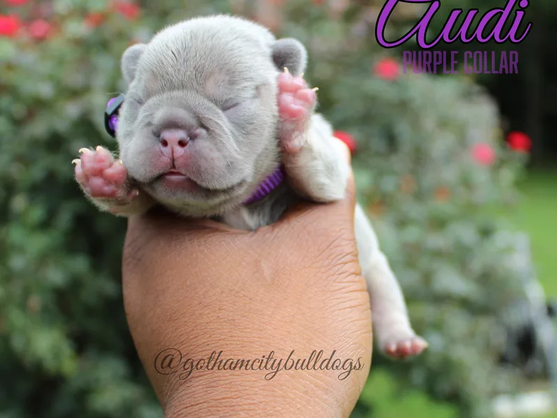 Gotham City Bulldogs