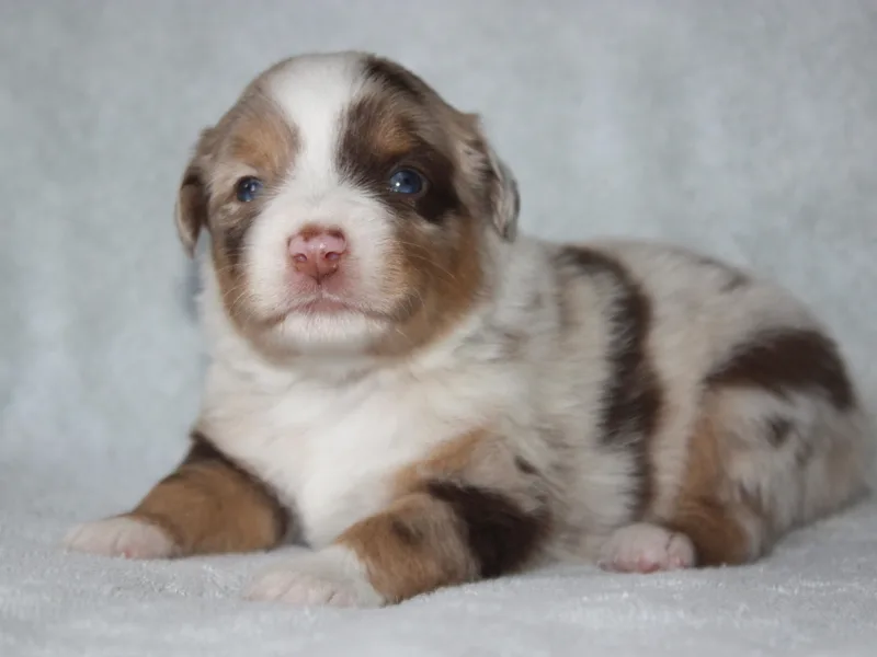 Gottabe Miniature American Shepherds