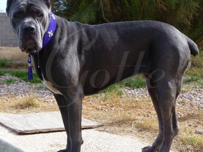 Gottes Cane Corso