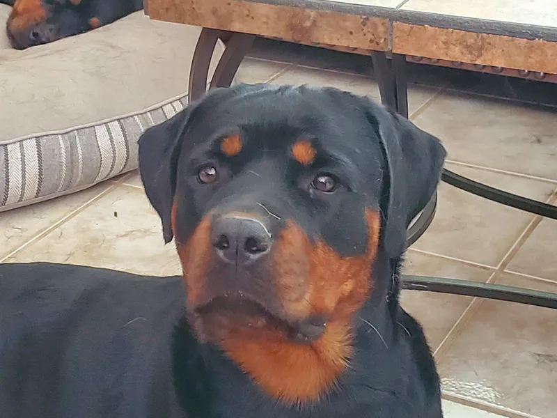 Gottlïchen Rottweilers