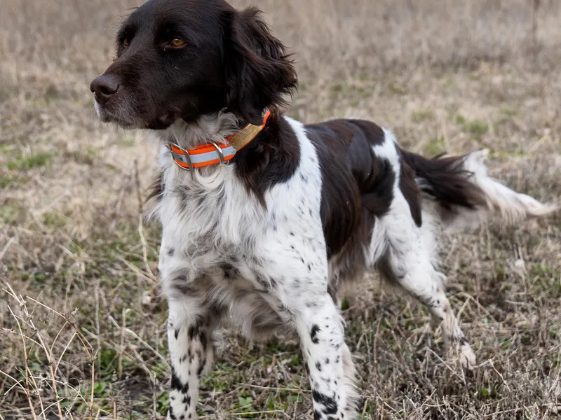 Gould Hunting Dogs