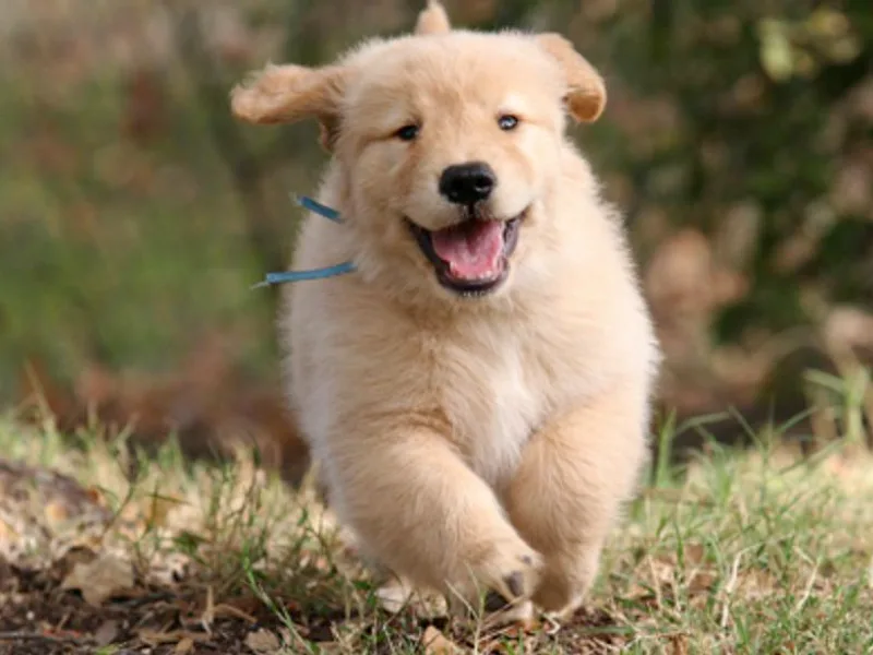 Gower Goldens photo 1