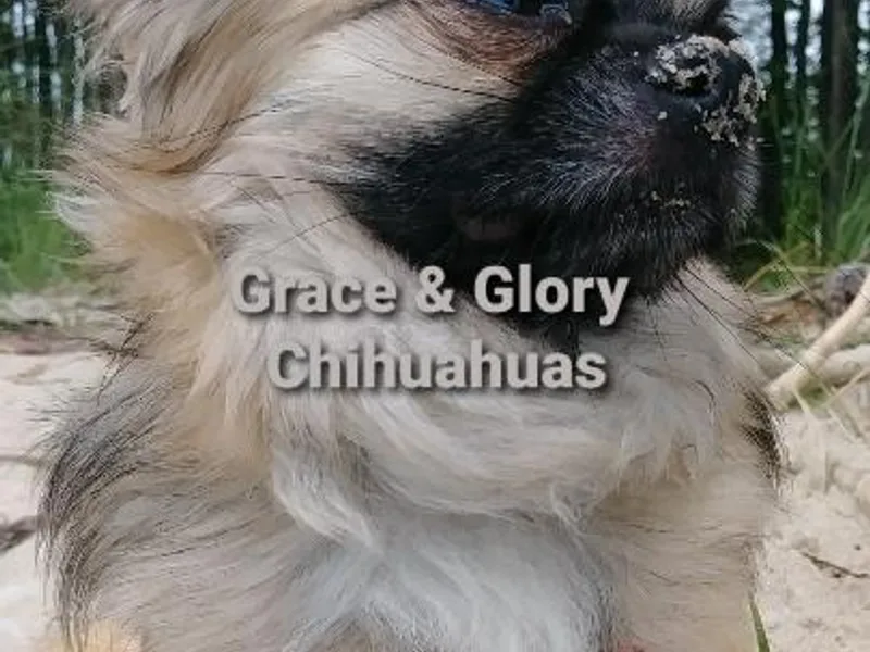 Grace &amp; Glory Chihuahuas