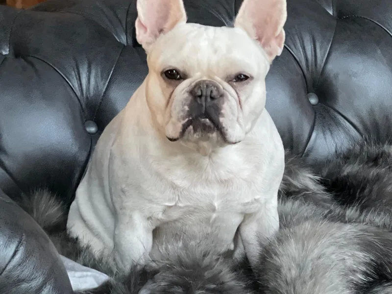 Grace &amp; Grit Frenchies