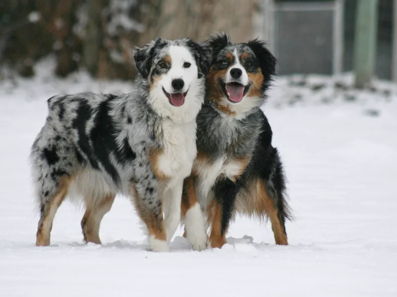 Grace Aussies photo 1