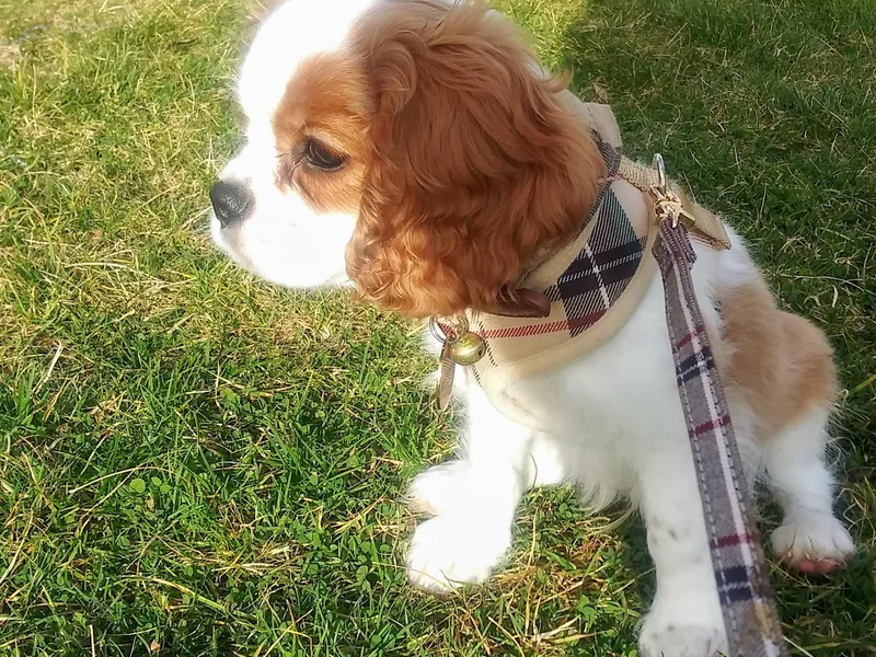 Grace Cavalier Kingdom