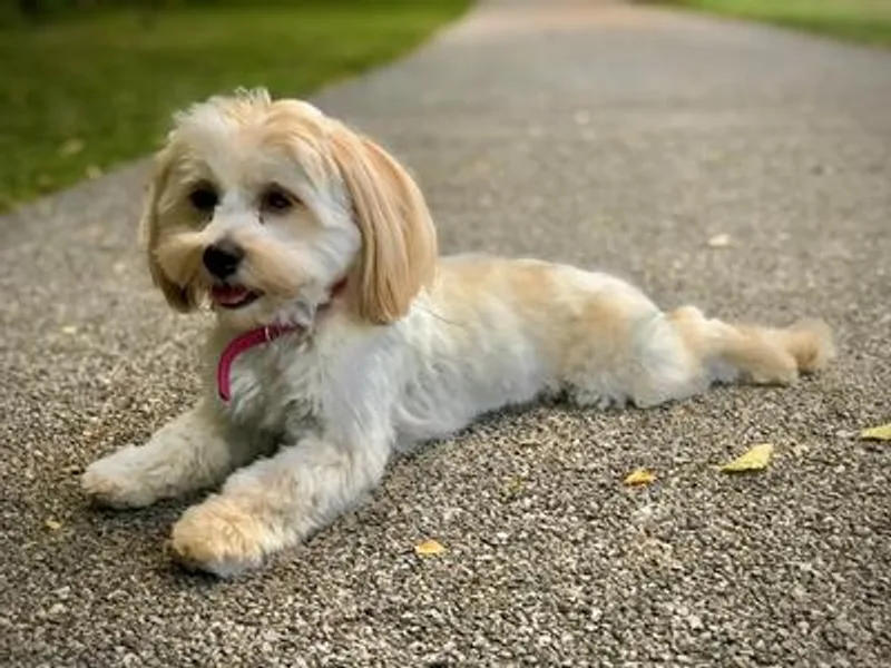 Grace Dean's Havanese
