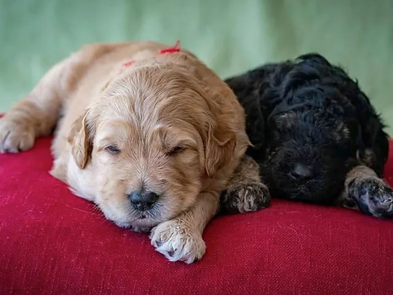 Grace Filled Golden’s