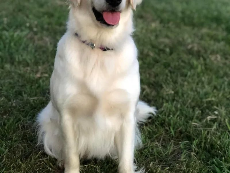 Grace Golden Retrievers