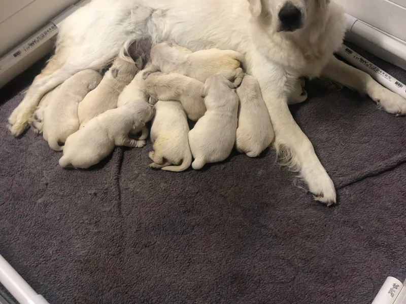 Grace N Goldens