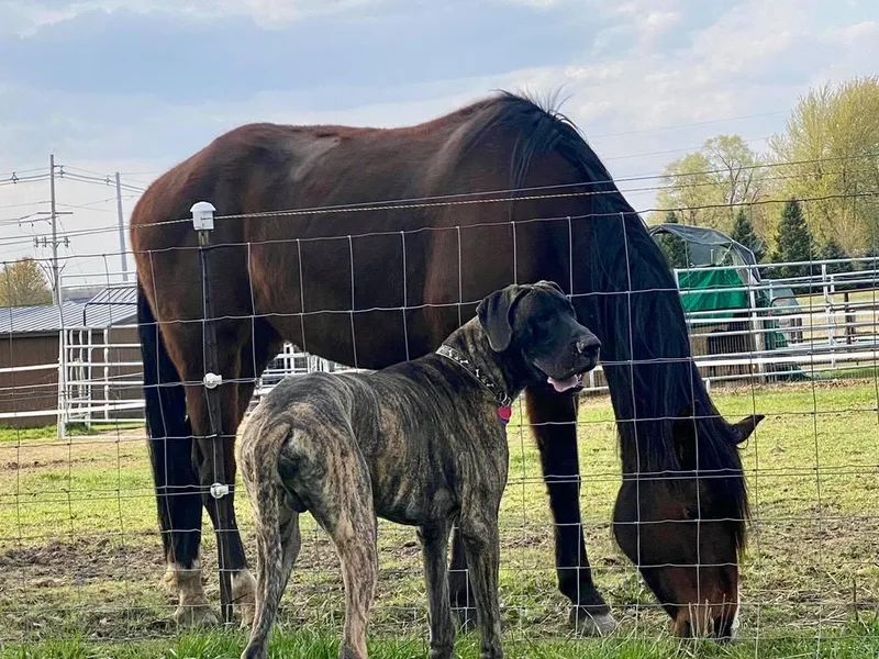 Grace Redeemed Danes