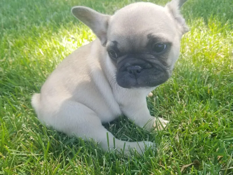 Grace's French Bulldogs