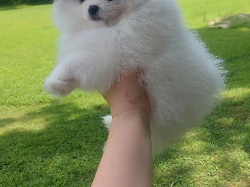 Grace's Poms🐾💕