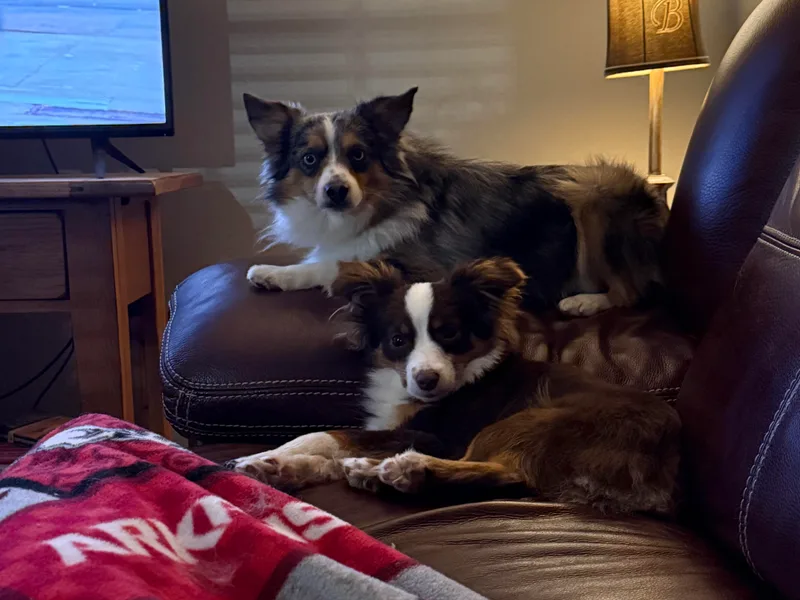 Grace's Toy Australian Shepherds