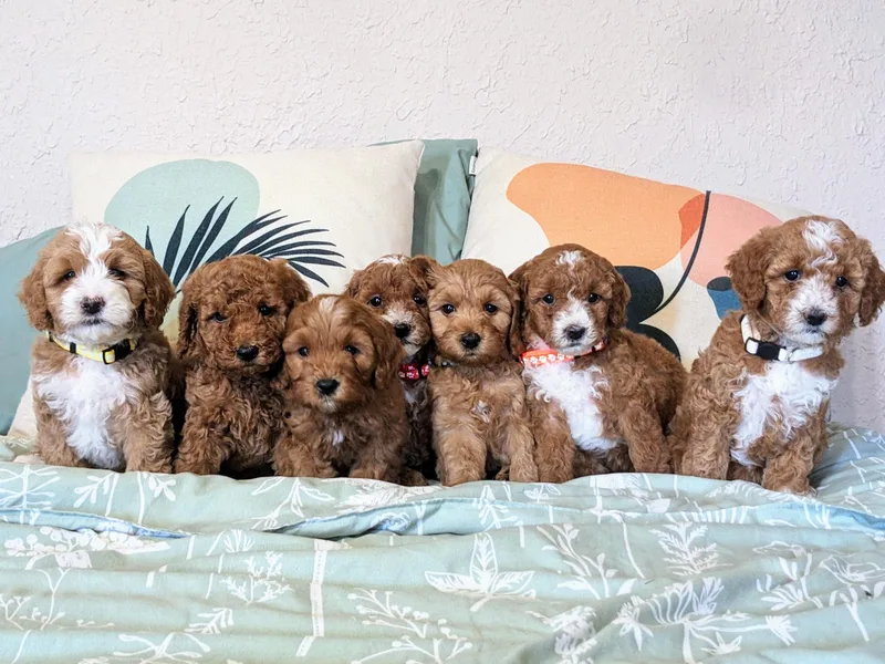 Grace Springs Goldendoodles