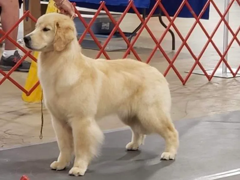 Graceful Golden Retrievers