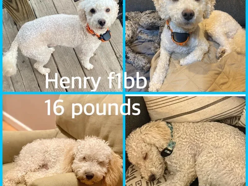 Graceful Miniature Goldendoodles