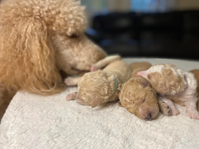 Graceful Poodle Paws