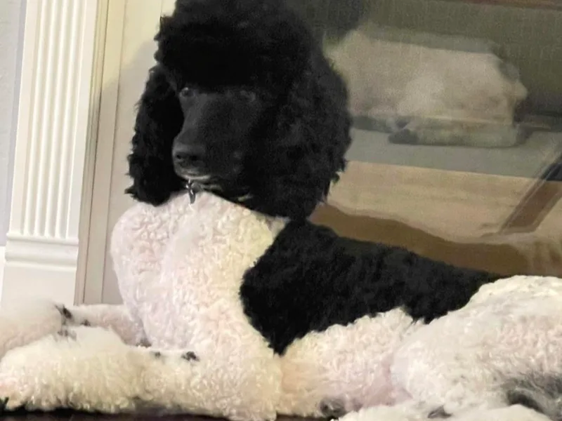 Gracefully Standard Poodles