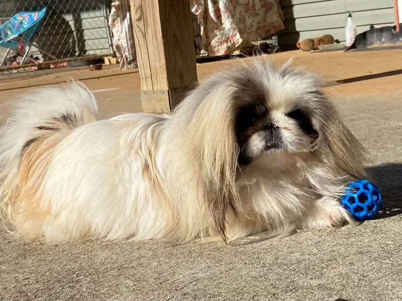 Gracelands Pekingese
