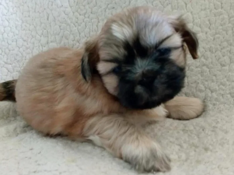 Gracie's Shih Tzus