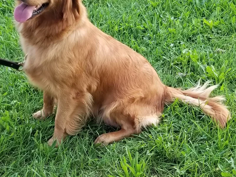 Gracies Goldens photo 1