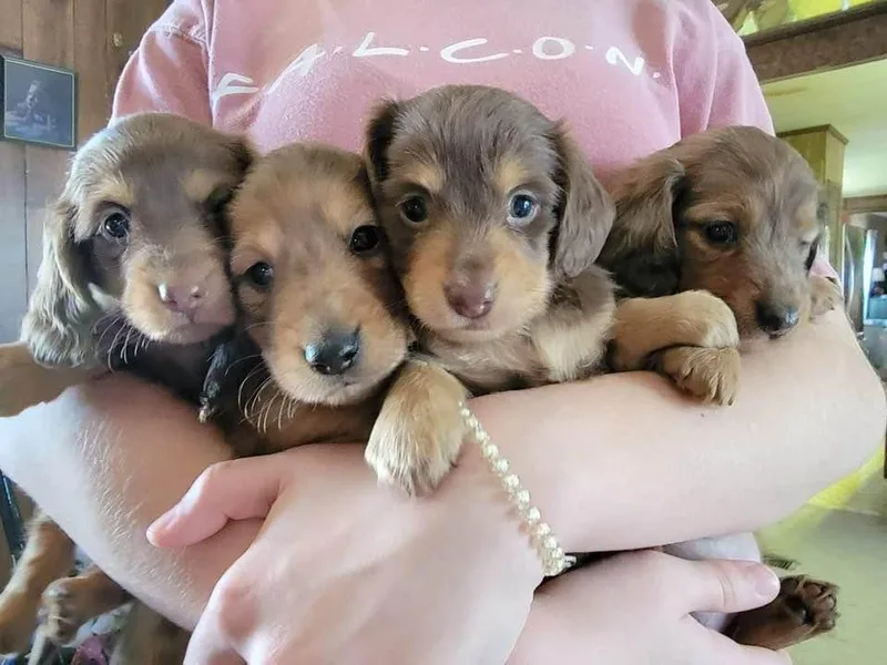 Gracy's Dachshunds photo 1