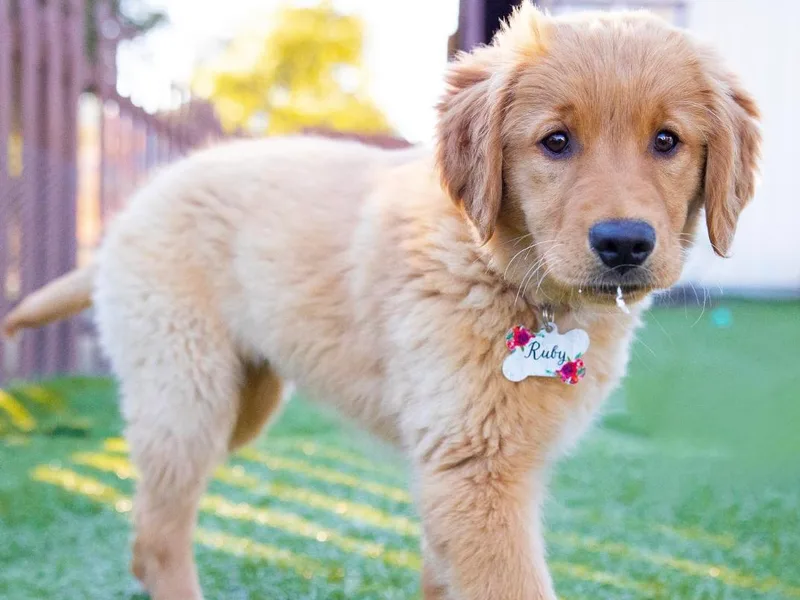 Gradient Golden Retrievers photo 1