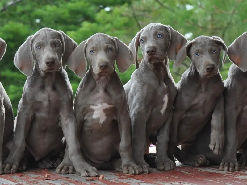 Graenit Weimaraners
