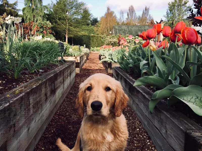 Graham Goldens