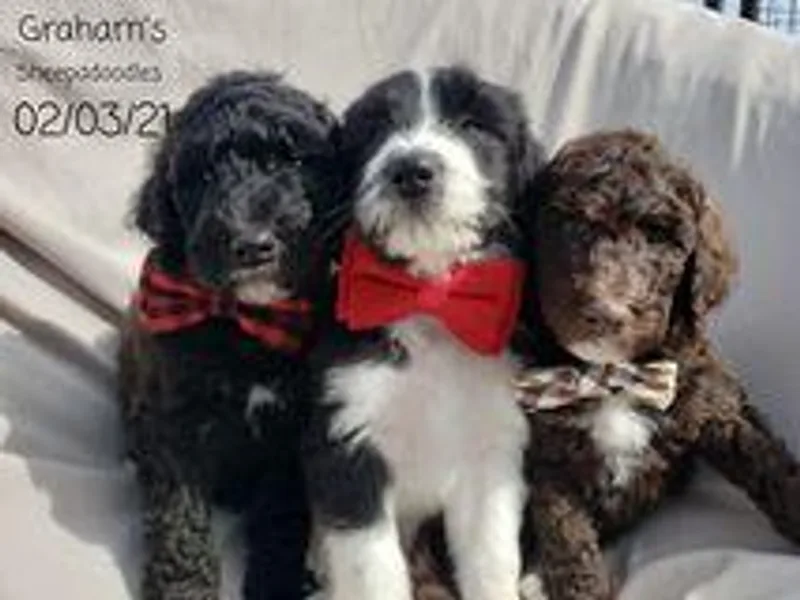 Graham's Sheepadoodles photo 1
