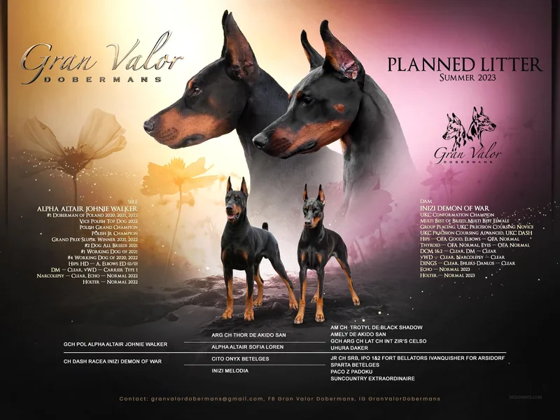 Gran Valor Dobermans