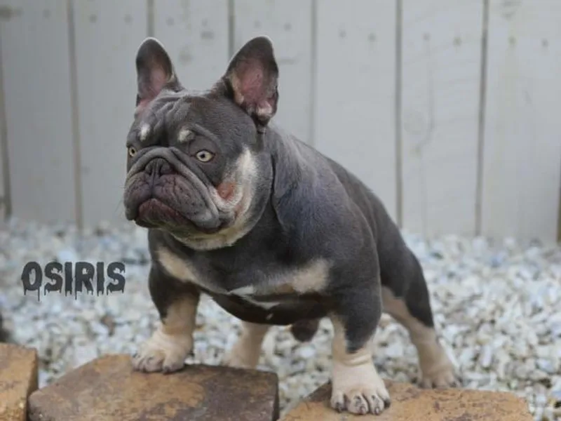Grand Frenchies