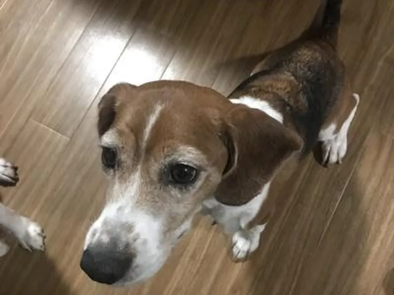 Grand Junction Beagles