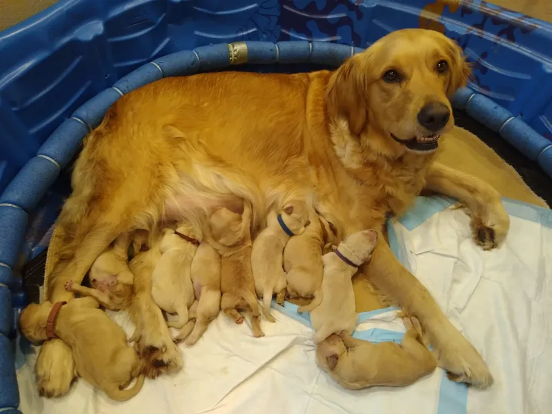 Grand Mound Goldens