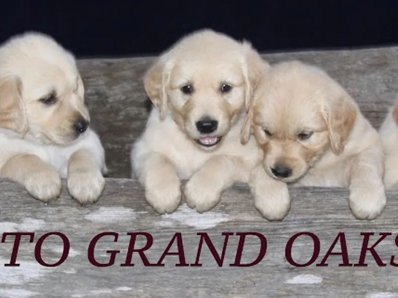Grand Oaks Goldens