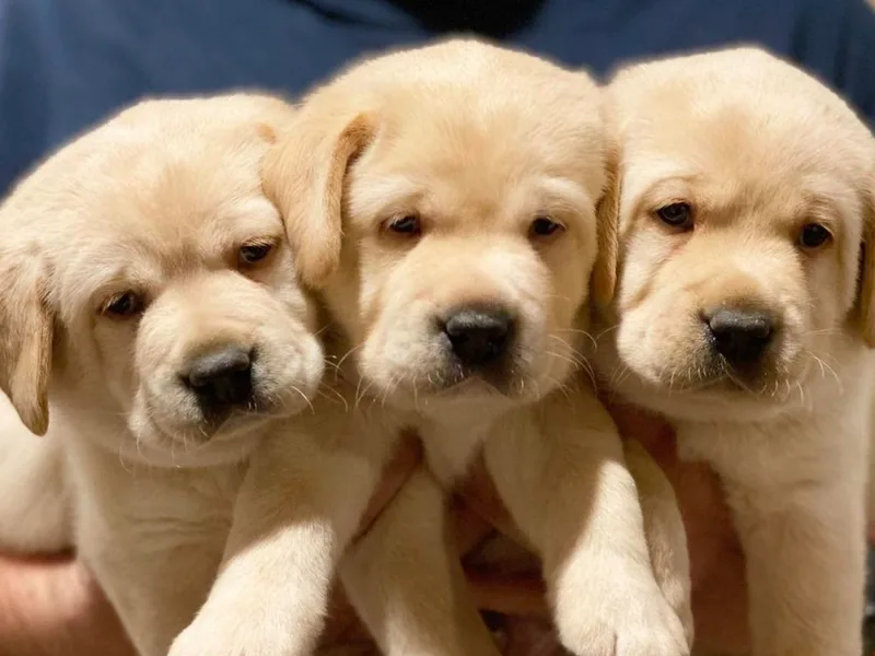 Grand Oaks Labradors