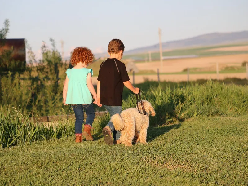 Grand Peaks Labradoodles