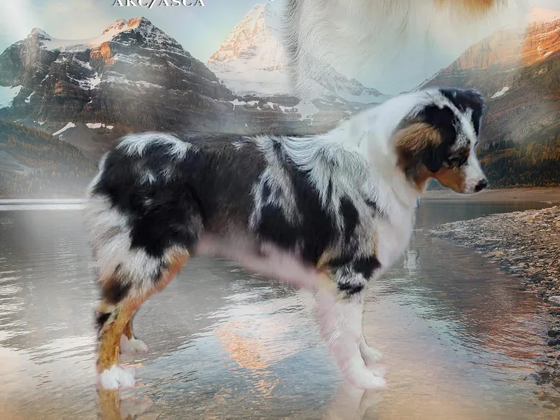 Grand Ridge Australian Shepherds