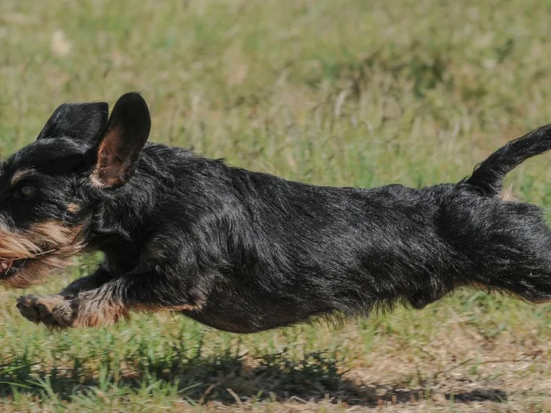 Grand River Dachshunds