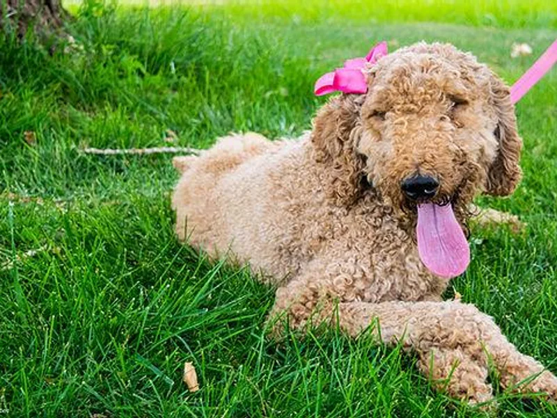 Grand Valley Goldendoodles