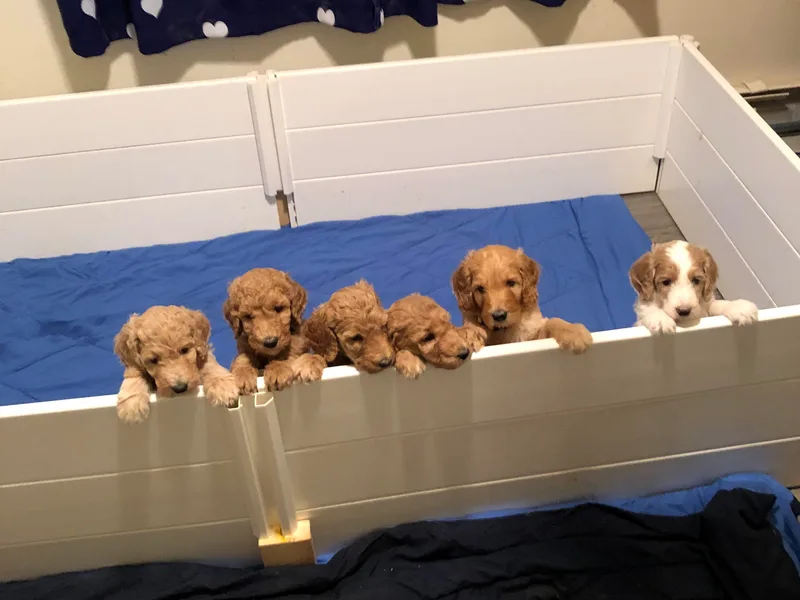 Grand Valley Puppies