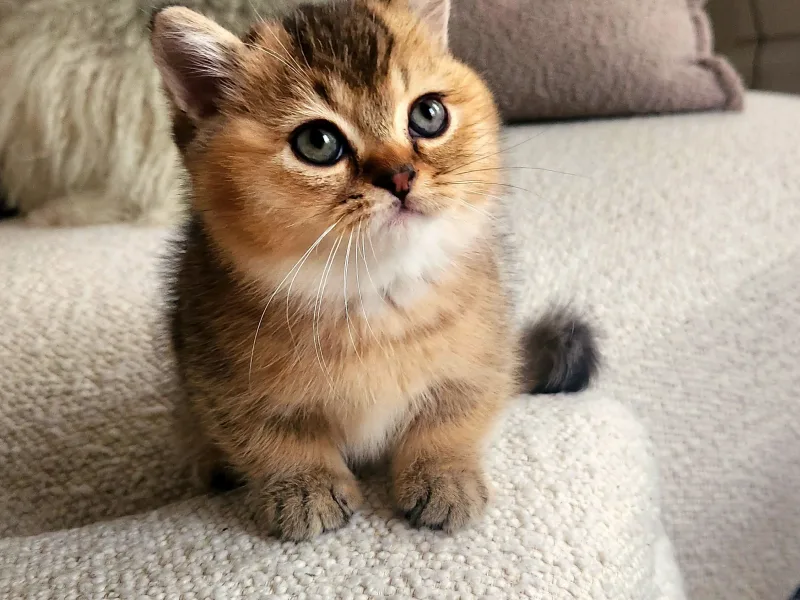 GrandFloofsCats photo 1