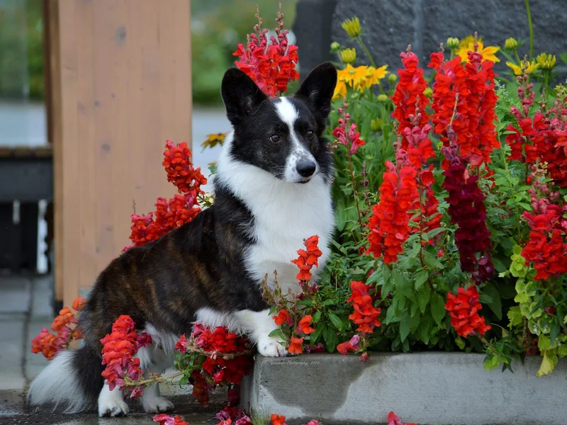 Grandiose Cardigan Welsh Corgis