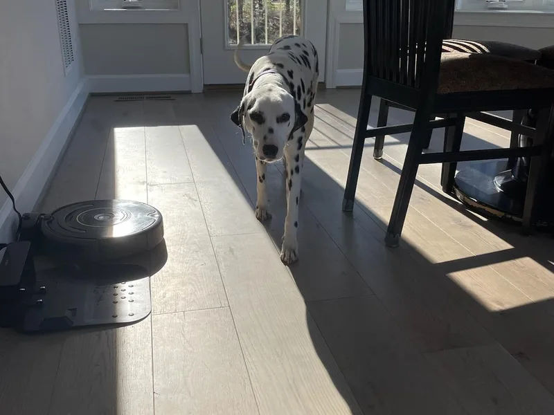 Grandma Cook's Dalmatians