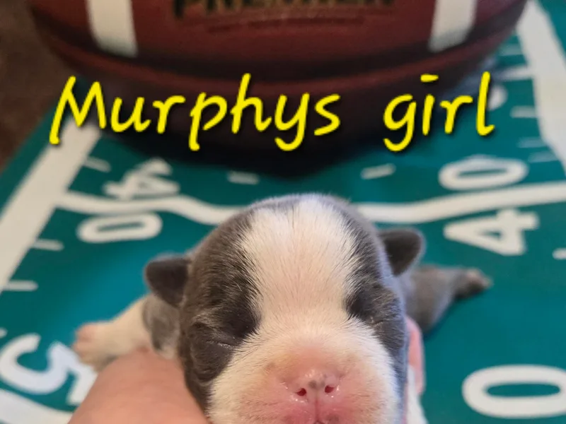 Grandma's Boston Terriers