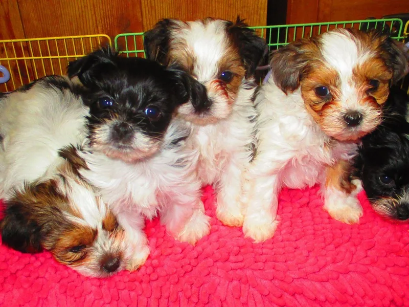 Grandma's Yorkie Cottage