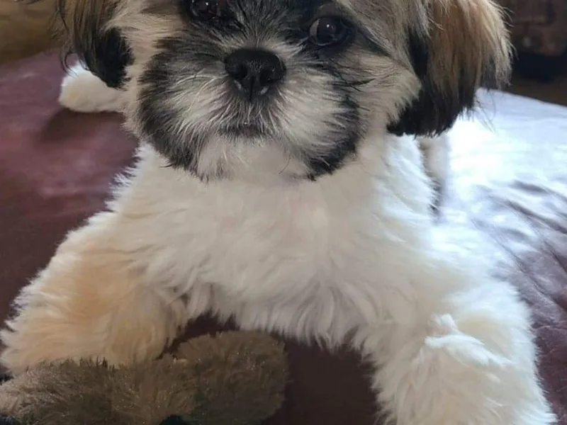 Grandma Ts Precious Puppies